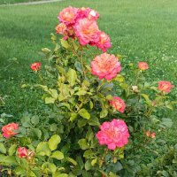 украшение сада :: Галина R...