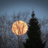 Суперлуние :: Любовь Сахарова Суперлуние :: Любовь Сахарова