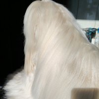 Afghan hound :: Константин 