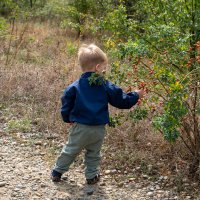 Это шиповник! :: Игорь Сикорский
