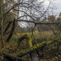 Осень,она и на болотах осень :: Сергей Цветков Осень,она и на болотах осень :: Сергей Цветков