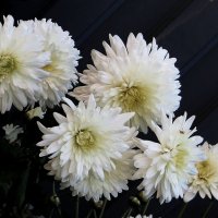 Про цветы осенние :: Natali 