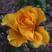 Осенняя растрёпка :: Людмила Смородинская