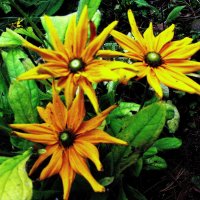 Зеленоглазые красавицы :: Людмила Смородинская