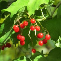 Осень, осень ...6 :: Natali 