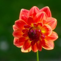 Доброе утро :: Юрий. Шмаков