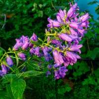 Дачное лето :: Александр Силинский Дачное лето :: Александр Силинский