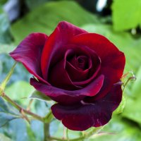 Бархатная  розочка :: Валентин Семчишин