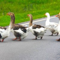 И ДОРОГУ ГУСИ ПЕРЕХОДЯТ ВАЖНО... :: Валентина 