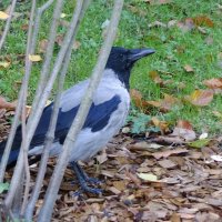 Ворона :: Рита Симонова