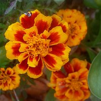 ***** :: Елена Семигина