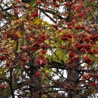 Не поскупилась осень на рябину,,, :: Анатолий Колосов