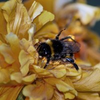 Распылитель :: sorovey Sol Распылитель :: sorovey Sol