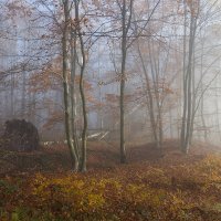 В осеннем лесу.. :: igor G. В осеннем лесу.. :: igor G.