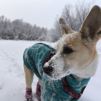 Зима на носу :: Anna Ivanova