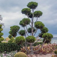 Ниваки из туи :: Светлана Ищенко Ниваки из туи :: Светлана Ищенко