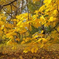 Осенние :: юрий поляков Осенние :: юрий поляков