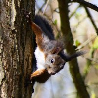 +++++ :: "The Natural World" Александер +++++ :: "The Natural World" Александер