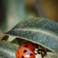 --- :: Наталия 