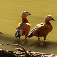 В ожидании :: Игорь Протасов