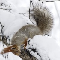 Ну, где ты там спрятался :: Игорь Протасов