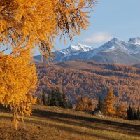 Золото Алтая :: Sergey38 