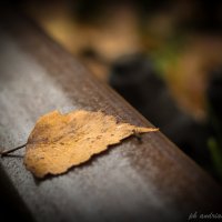 *** :: Андрей Андрианов