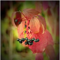 ЭТЮД... :: Elvira E. 