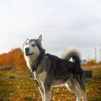 Ярик. :: leff Postnov