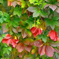 наслажденье красотой ... :: Andrey Bragin 