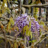 Апрельская глициния... :: Николай Гирш Апрельская глициния... :: Николай Гирш