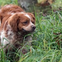 *** :: Владимир Безбородов