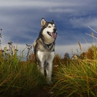 Ярик. :: leff Postnov