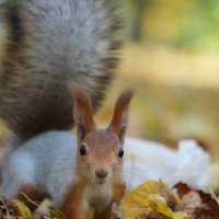 Белка в осеннем парке :: Lersa Белка в осеннем парке :: Lersa
