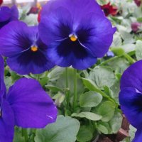 ВИОЛА :: СЕРГЕЙ ФИЛОЧКИН