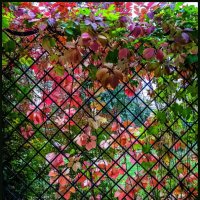 Осенняя решетка :: Наталья Rosenwasser