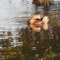 дикий мир осенью :: ИННА ПОРОХОВА