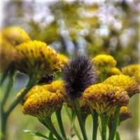 Последние (осенние) букашки 2025 . . :: AZ east3