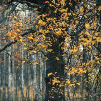 Золото листвы. Октябрь за городом :: Вячеслав Владимирович