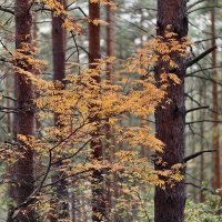 ** :: Борис Руднев