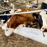 «На ферме. Коллективный портрет.» :: Арина Невская