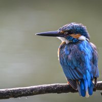 какой красавчик! :: Осень 