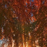 Золотое октябрьское утро... :: Леонид Абросимов