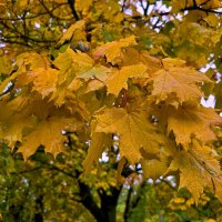 Золото осени :: Nina Streapan