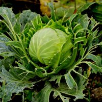 картинки октября 2 :: Александр Прокудин