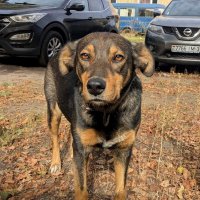 живая сигнализация :: Александр Прокудин