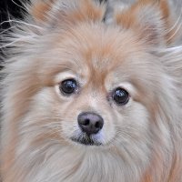 Стоп-кадр! :: Валентина Нефёдова Стоп-кадр! :: Валентина Нефёдова