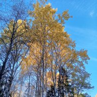 Осень :: Сапсан 