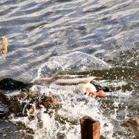 За кормом 2 :: Виктория 