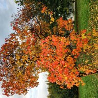 Золотая! :: Андрей Лукьянов